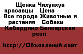 Щенки Чихуахуа красавцы › Цена ­ 9 000 - Все города Животные и растения » Собаки   . Кабардино-Балкарская респ.
